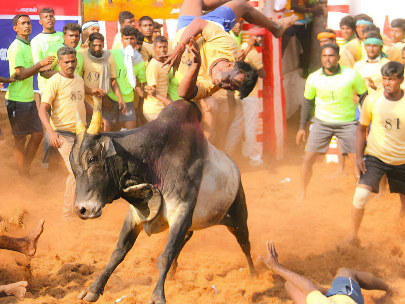 Festival de (Pongal) en el estado de Meditarnadu en la India