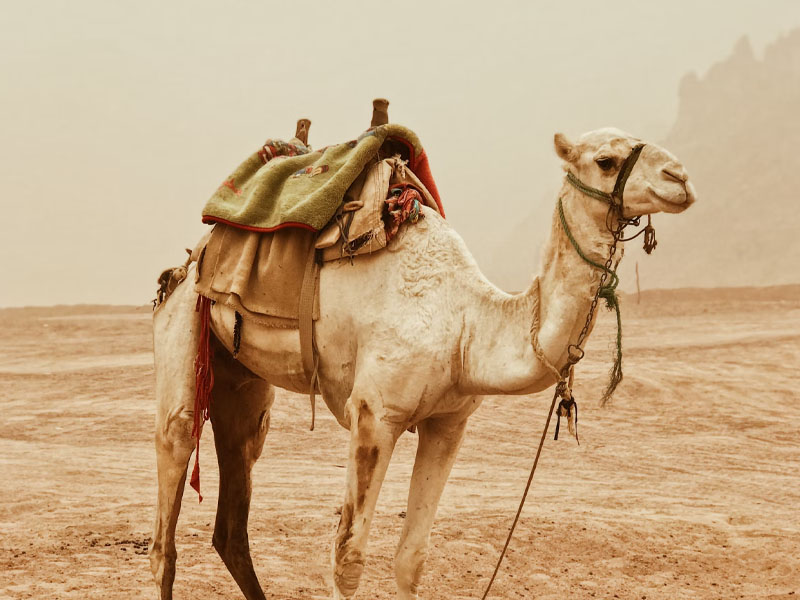 Верблюд в Тунисских Народных Пословицах