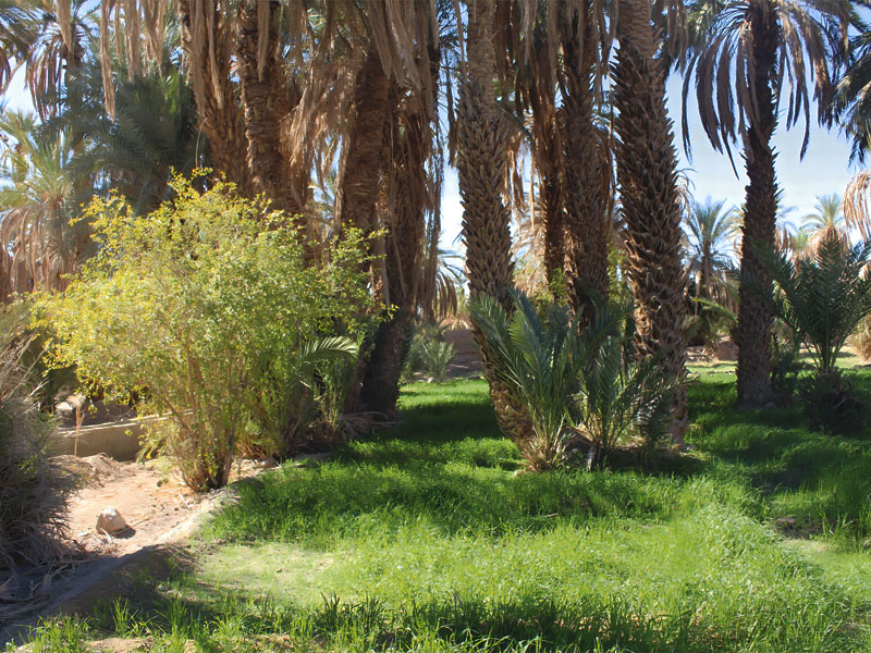 Folklore Museums in The Oasis Areas of Morocco: From Initiative to Developing Impact